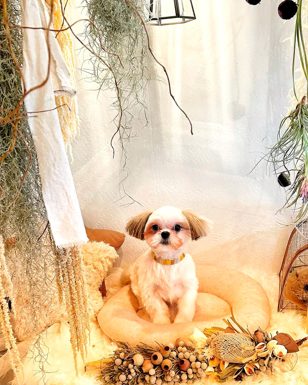 2026年3月21日 ペロちゃん