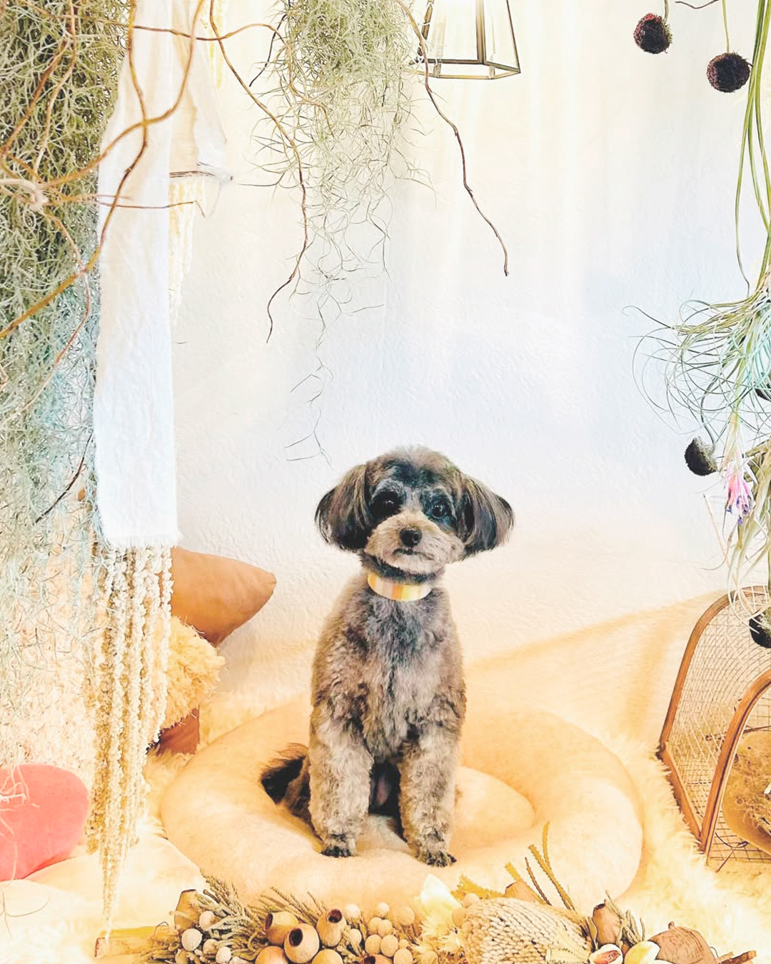 2026年3月22日 チップちゃん