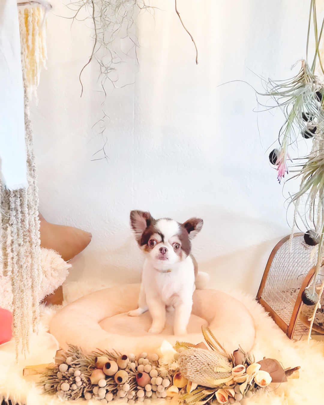 2026年3月24日 ギズモくん