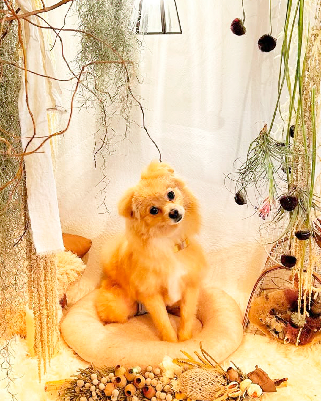 2026年3月27日 ココちゃん