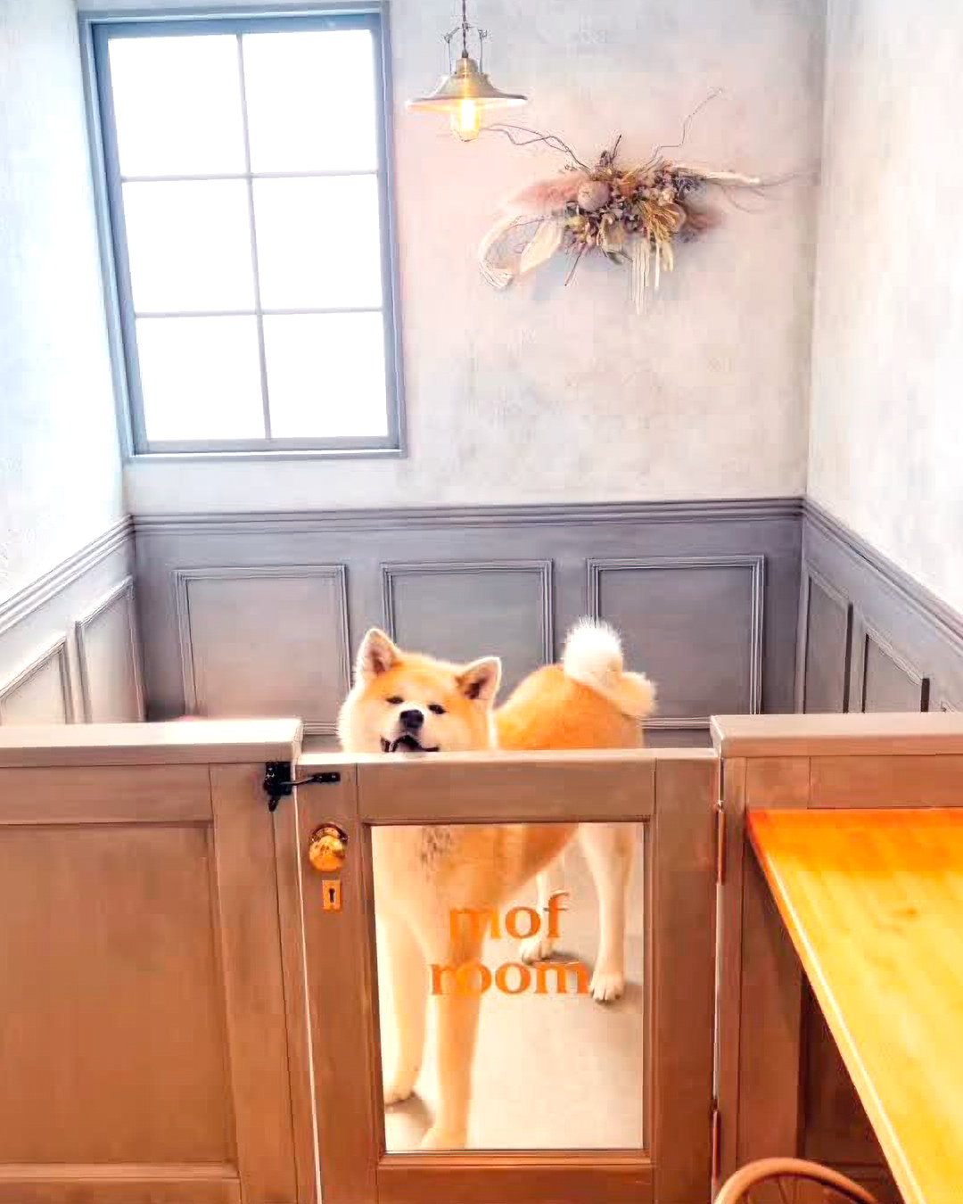 2026年3月28日 ハチ君