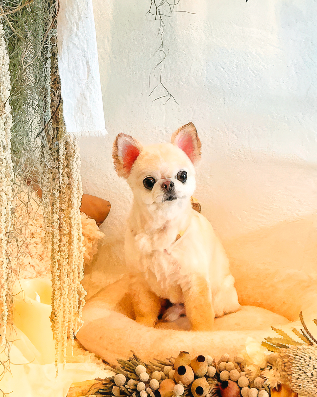 2026年4月3日 ハル君