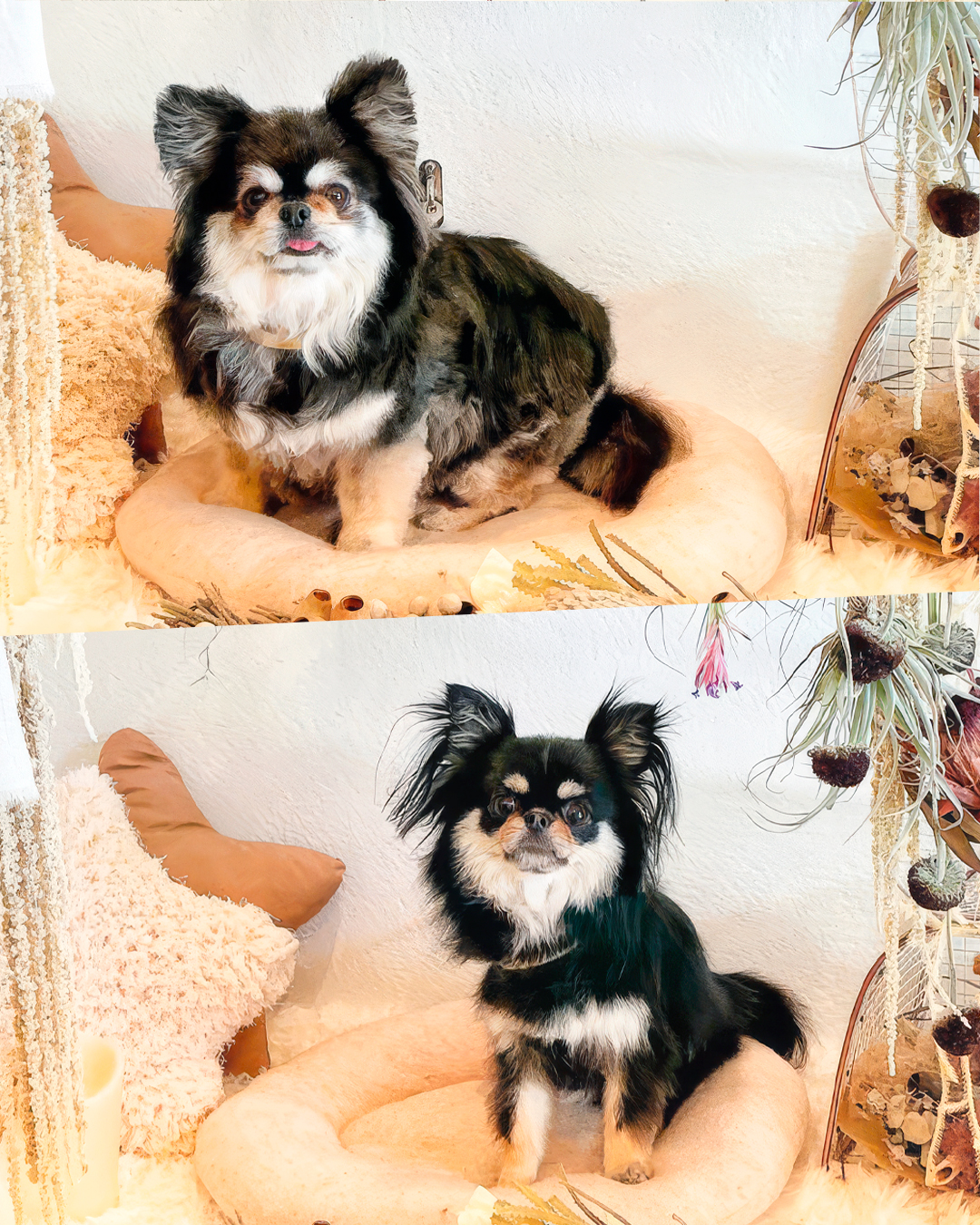 2026年4月8日 みこちゃん＆ななちゃん